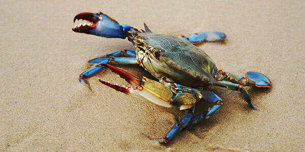 Blue Crabs